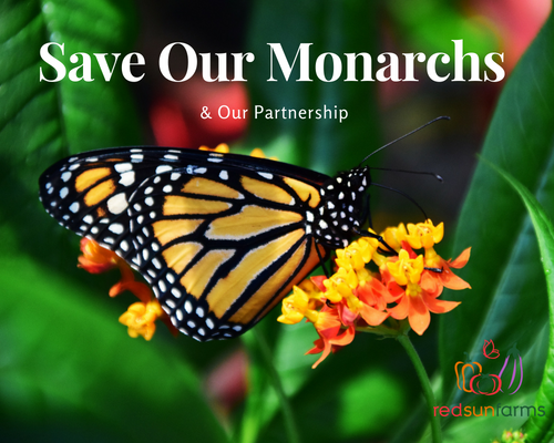 How You Can Help Save Our Monarchs